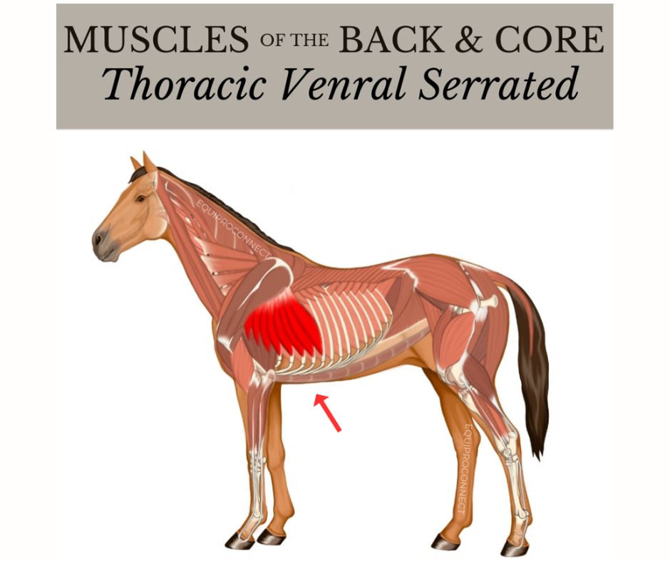 The Main Anatomy Of The Horse’s Back You Need To Know